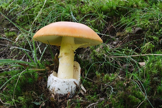 muchotrávka cisárska Amanita caesarea (Scop.) Pers.