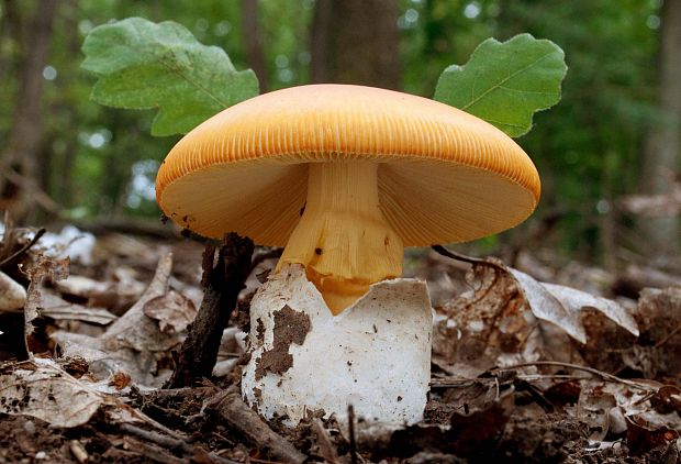 muchotrávka cisárska Amanita caesarea (Scop.) Pers.