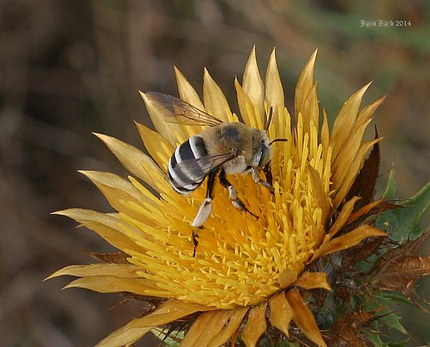 včela Anthophora albigena (Lepeletier, 1841)