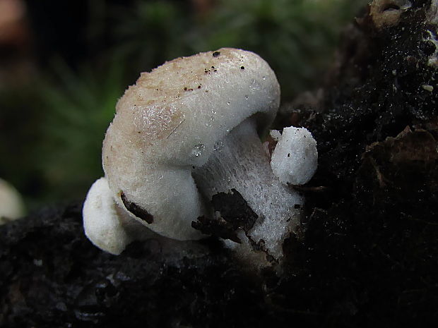 príživnica prášnicovitá Asterophora lycoperdoides (Bull.) Ditmar