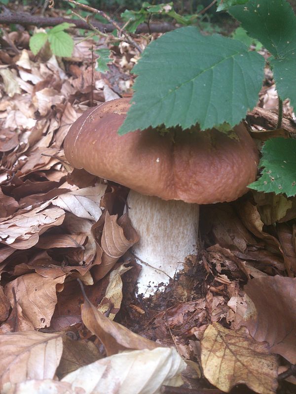 hríb smrekový  Boletus edulis var. clavipes