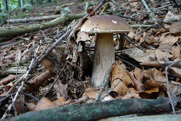 hríb smrekový Boletus edulis Bull.