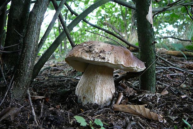 hríb smrekový Boletus edulis Bull.