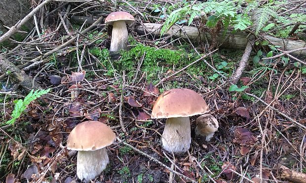 hríb smrekový Boletus edulis Bull.