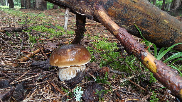 hríb smrekový Boletus edulis Bull.