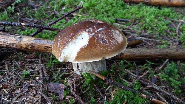 hríb smrekový Boletus edulis Bull.