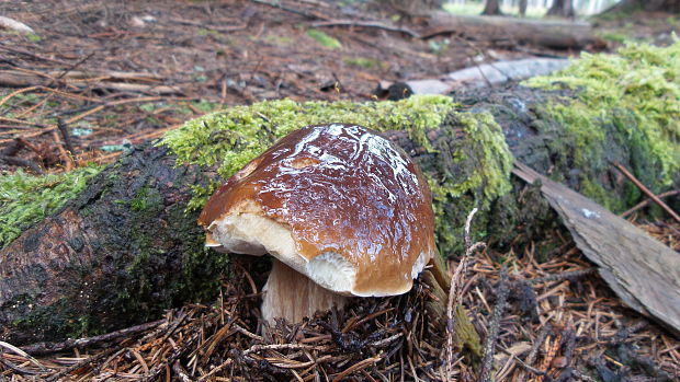 hríb smrekový Boletus edulis Bull.