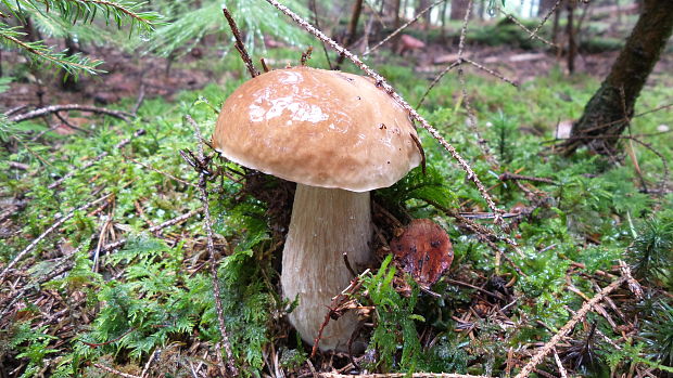 hríb smrekový Boletus edulis Bull.