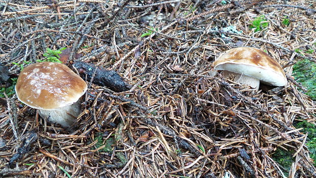 hríb smrekový Boletus edulis Bull.