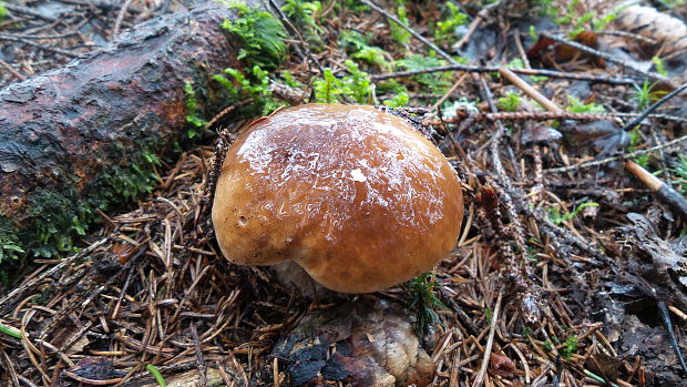 hríb smrekový Boletus edulis Bull.