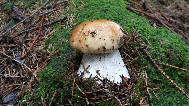 hríb smrekový Boletus edulis Bull.