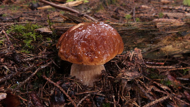 hríb smrekový Boletus edulis Bull.