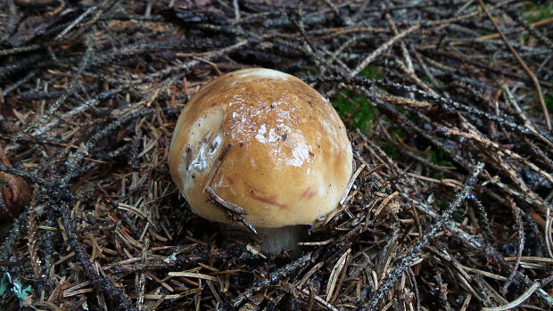 hríb smrekový Boletus edulis Bull.