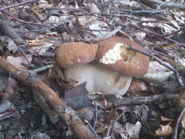 hríb dubový Boletus reticulatus Schaeff.