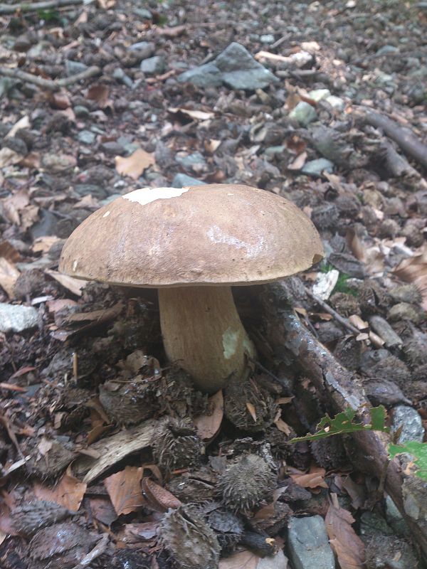 hríb dubový Boletus reticulatus Schaeff.