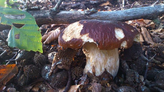 hríb dubový Boletus reticulatus Schaeff.