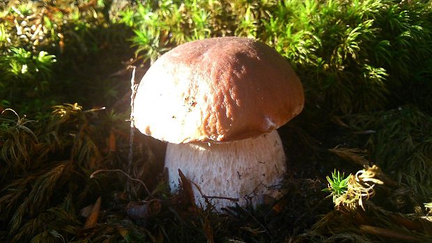 hríb dubový Boletus reticulatus Schaeff.