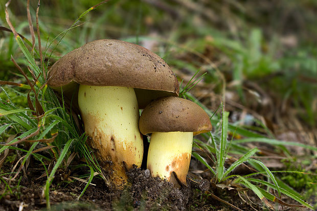 hríb príveskatý Butyriboletus appendiculatus (Schaeff. ex Fr.) Secr.