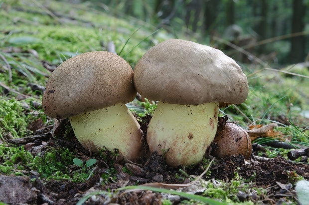 hríb príveskatý Butyriboletus appendiculatus (Schaeff. ex Fr.) Secr.