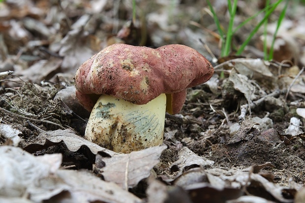 hríb nádherný Butyriboletus fuscoroseus (Smotl.) Vizzini & Gelardi