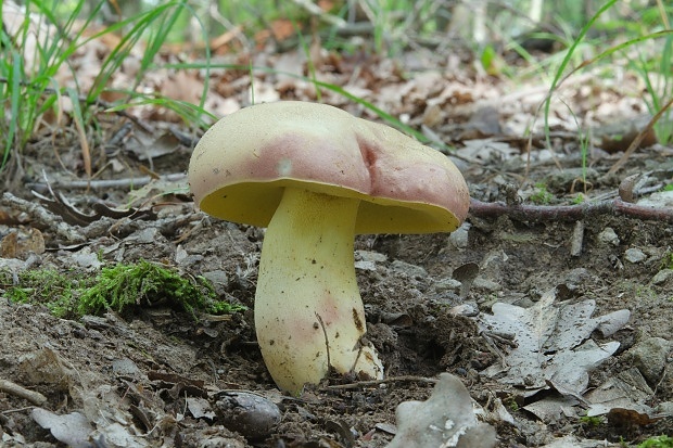 hríb nádherný Butyriboletus fuscoroseus (Smotl.) Vizzini & Gelardi