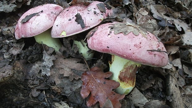 hríb krá Butyriboletus regius (Krombh.) D. Arora & J.L. Frank