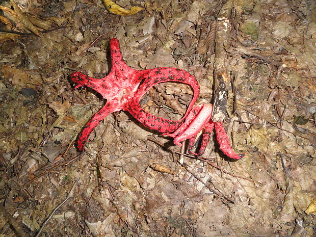 mrežovka kvetovitá Clathrus archeri (Berk.) Dring