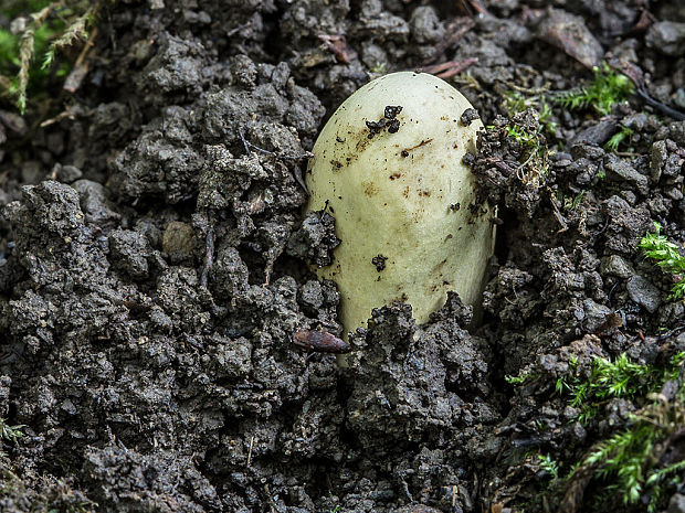 kyjak obrovský Clavariadelphus pistillaris (Fr.) Donk