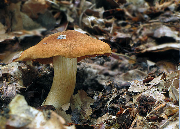 pavučinovec plyšový Cortinarius orellanus Fr.