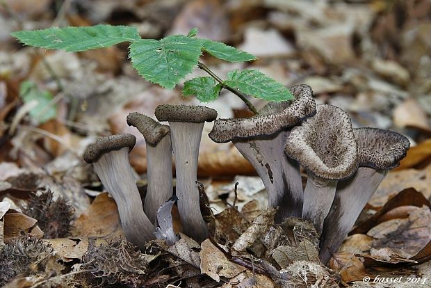 lievik trúbkovitý Craterellus cornucopioides (L.) Pers.