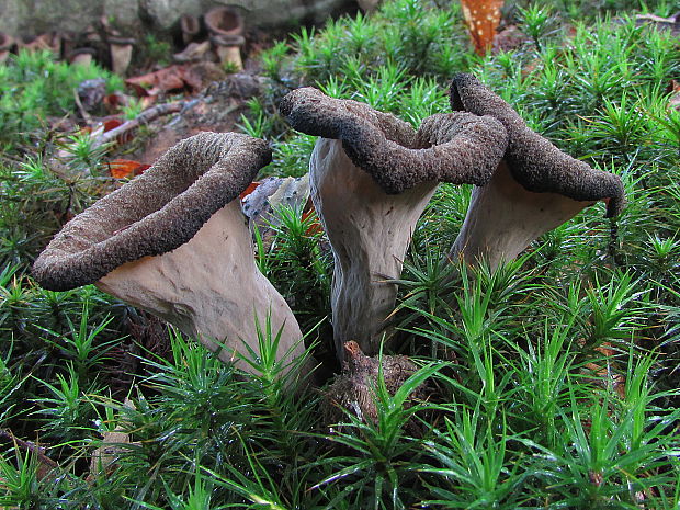 lievik trúbkovitý Craterellus cornucopioides (L.) Pers.