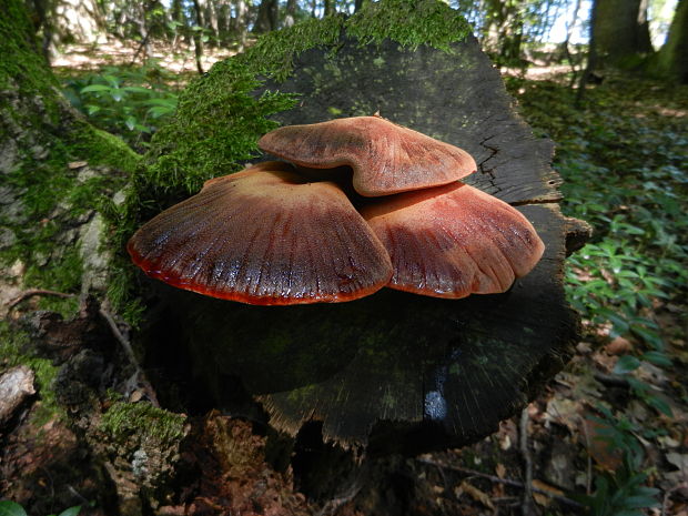 pečeňovec dubový Fistulina hepatica (Schaeff.) With.