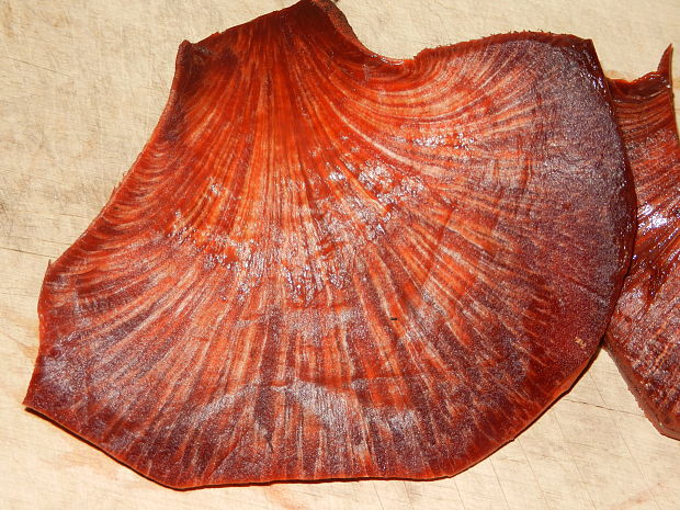 pečeňovec dubový Fistulina hepatica (Schaeff.) With.