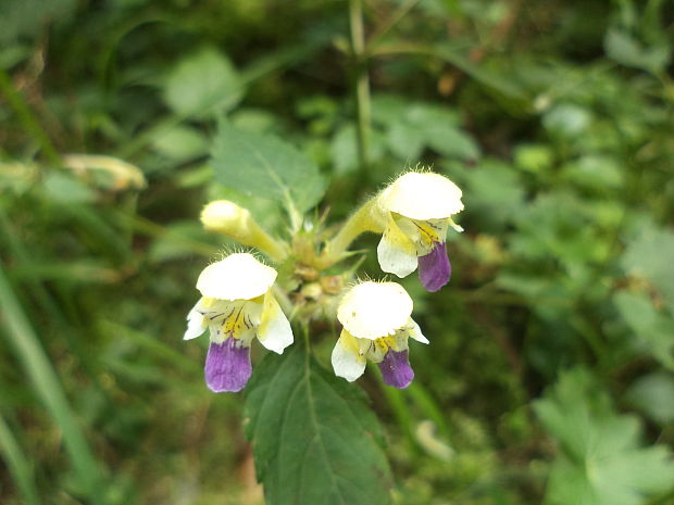 konopnica úhľadná Galeopsis speciosa Mill.