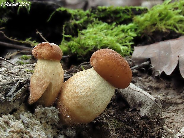 kozák žltopórový Leccinellum crocipodium (Letell.) Della Maggiora & Trassinelli