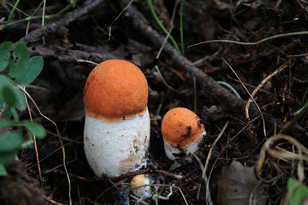 kozák osikový Leccinum albostipitatum den Bakker & Noordel.