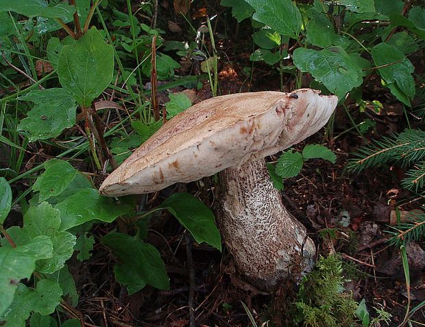 kozák topoľový f.robustná Leccinum duriusculum f. robustum Lannoy & Estadès