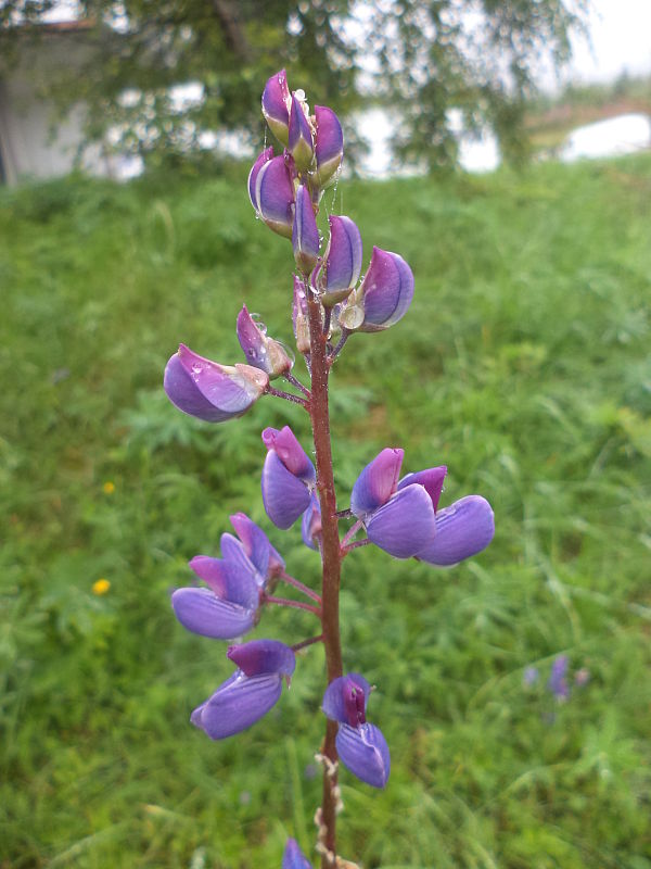 lupina mnoholistá Lupinus polyphyllus Lindl.