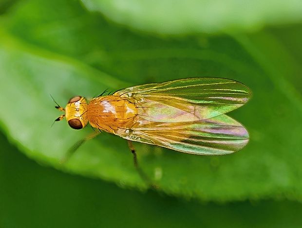 tieňovka Lyciella subfasciata