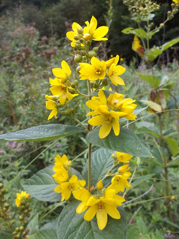 čerkáč obyčajný Lysimachia vulgaris L.