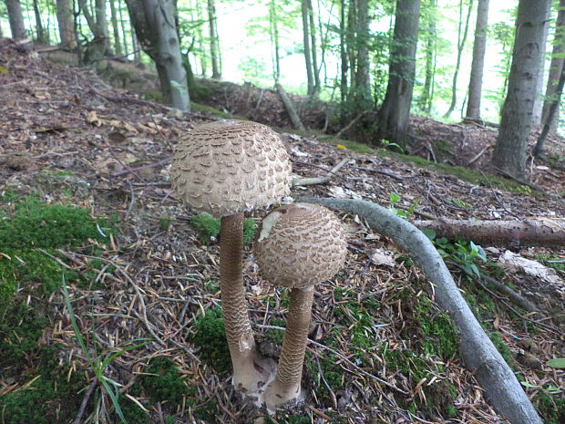 bedľa vysoká Macrolepiota procera (Scop.) Singer