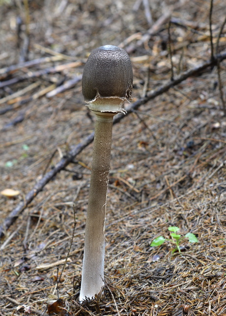 bedľa Macrolepiota sp.