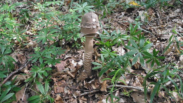 bedľa Macrolepiota sp.