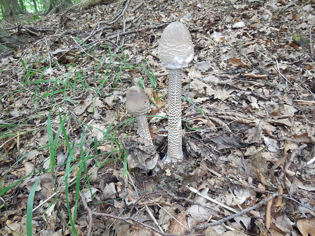 bedľa Macrolepiota sp.