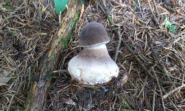 bedľa Macrolepiota sp.