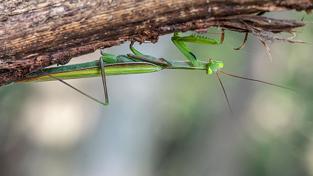 modlivka zelená  Mantis religiosa