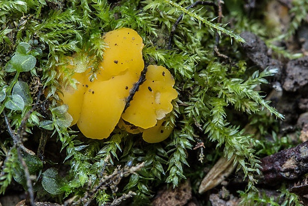 - Phaeohelotium cf. terrestre