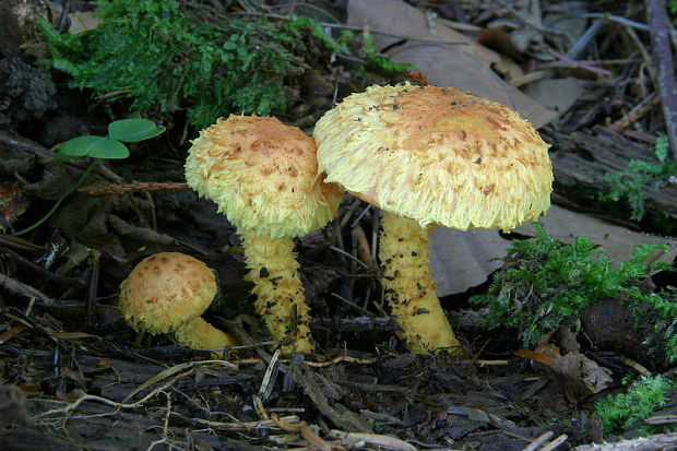 šupinovka ohnivá Pholiota flammans (Batsch) P. Kumm.