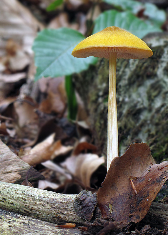 štítovka žltá Pluteus leoninus (Schaeff.) P. Kumm.