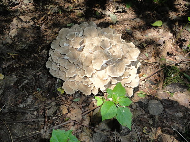 trúdnik klobúčkatý Polyporus umbellatus (Pers.) Fr.